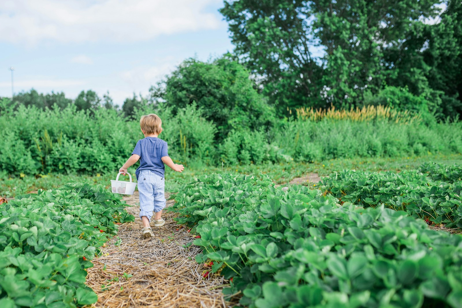 toddler carrying white basket